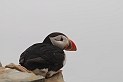 Puffin - B